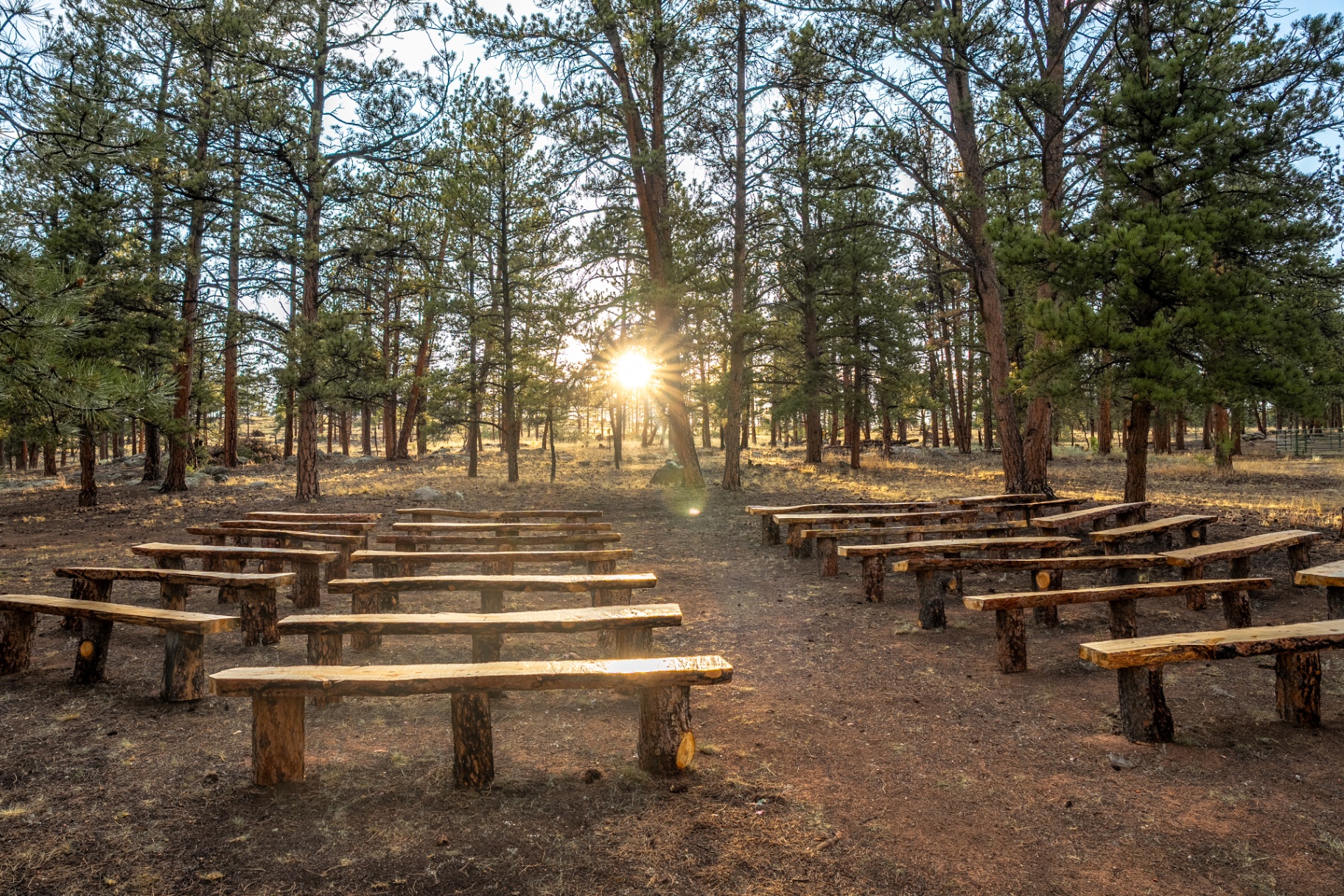Wooden ceremony benches among tall pines at M Lazy C Ranch